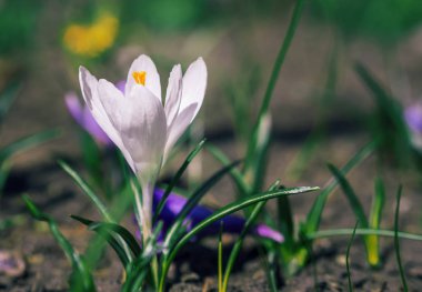 Beyaz çiğdemler yere erken ilkbaharda büyüyen. İlk spri