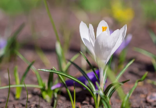 Rośnie na ziemi wczesną wiosną białe krokusy. Pierwsze wiosenne kwiaty kwitnący ogród. Wiosna łąka pełna białe krokusy, kilka krokusy. Biały kwiat Krokus z bliska. — Zdjęcie stockowe