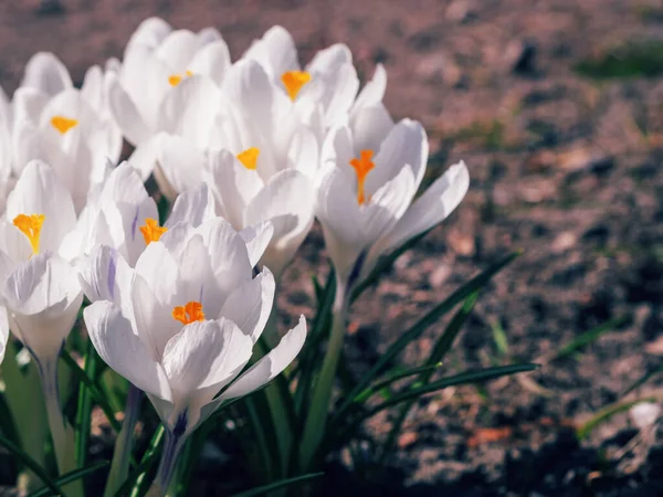Rośnie na ziemi wczesną wiosną białe krokusy. Pierwszy spri — Zdjęcie stockowe
