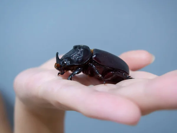 犀牛甲虫在手部特写 — 图库照片