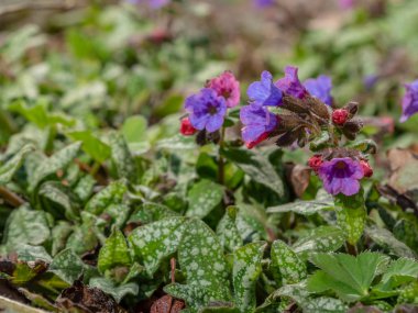 Bir seferde menekşenin farklı tonlarında pulmonarya çiçekleri. İlk bahar çiçekleri. Pulmonaria officinalis. Pulmonaria officinalis çiçek açtı.