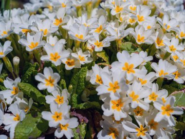 Primula, ya da ilkbaharın başında çiçek açan çuha çiçeği. Primrose Primula Vulgaris. Beyaz Ülke Bahçesi Primula Çiçekleri