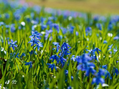 Scilla Squill 'in mavi çiçekleri Nisan' da çiçek açıyor. Scilla Bifolia 'daki parlak bahar çiçeği - Bahar ormanındaki çan çiçekleri, yeşil yumuşak ışık ve bulanık arkaplan ile makro çekim.