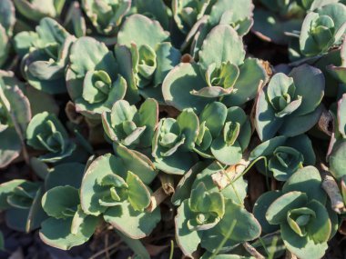Yeşil çim arka plan dokusu. Bir arka plan olarak taze yeşil çim doku Alanı, üst görünüm, yatay. Arka plan için yapay yeşil çim dokusu.