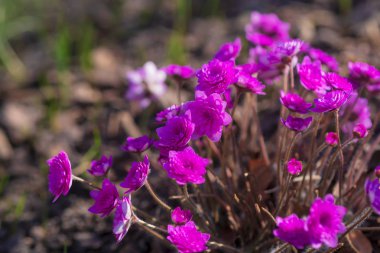 Bahar bahçesinde daimi çuha çiçeği ya da primula. Bahar çiçekleri, primula polyanthus. Bahar ormanlarında mor çuha çiçekleri. İlkbaharda çuha çiçekleri. Çiçek bahçesinin güzel renkleri