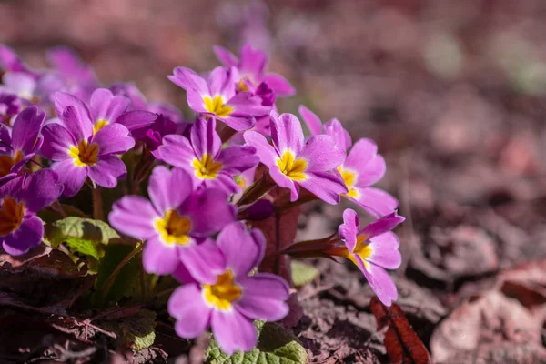 Wieloletnia Pierwiosnka Lub Prymula Wiosennym Ogrodzie Wiosna Pierwiosnki Kwiaty Primula — Zdjęcie stockowe