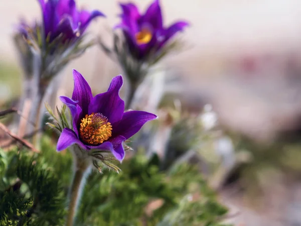 First spring blooming flower, purple plant macro, lumbago flower, dream grass, sleep-grass, symbol of spring.
