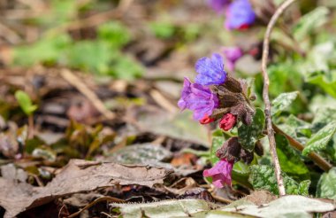 Bir seferde menekşenin farklı tonlarında pulmonarya çiçekleri. İlk bahar çiçekleri. Pulmonaria officinalis. Pulmonaria officinalis çiçek açtı.