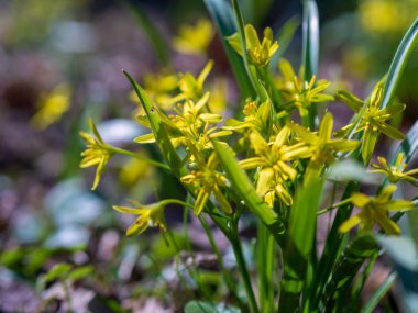 Ormandaki sarı çiçek Gagea. Güzel bahar ormanı çiçeği. Bahar mevsimi. Sarı çiçekli kaz yayı bahar arka planında.