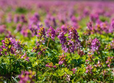 Bahar buharı çiçekleri, Corydalis Soda.