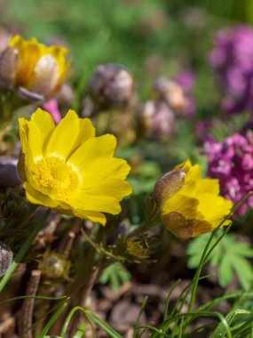 Uzak Doğu Amur adonisinin (Adonis ramosa) güzel sarı çiçekleri Japon baharının başlarında