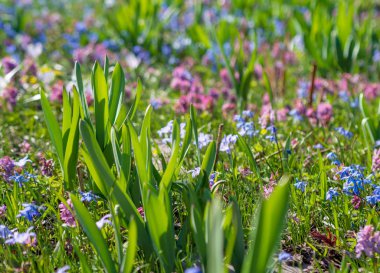 Çok renkli ilkbahar çiçekleri. Bahar çiçekleri. bahar arkaplanı.