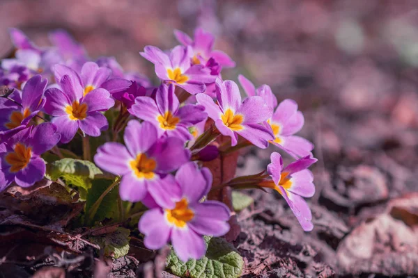 Wieloletnia Pierwiosnka Lub Prymula Wiosennym Ogrodzie Wiosna Pierwiosnki Kwiaty Primula — Zdjęcie stockowe