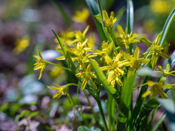 Ormandaki sarı çiçek Gagea. Güzel bahar ormanı çiçeği. Bahar mevsimi. Sarı çiçekli kaz yayı bahar arka planında.
