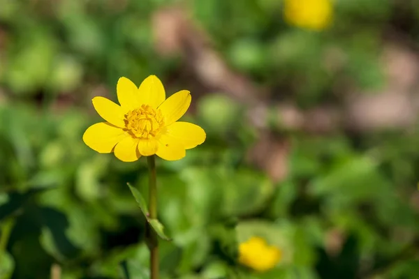 Pequena Celandina Ranunculus Ficaria Uma Das Primeiras Flores Silvestres Primavera — Fotografia de Stock