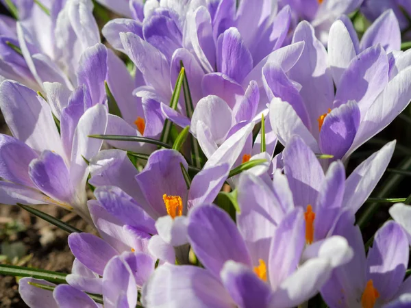 Blue crocuses growing on the ground in early spring. First spring flowers blooming in garden. Spring meadow full of white crocuses, Bunch of crocuses. Blue crocus blossom close up. Early spring