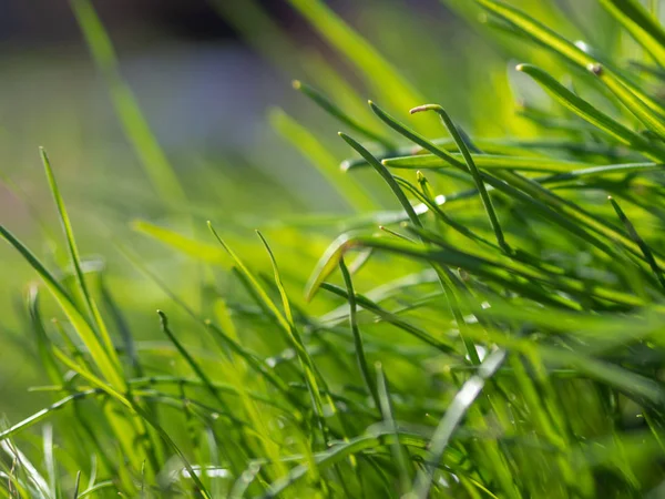 Green grass background texture. Field of fresh green grass texture as a background, top view, horizontal. Artificial green grass texture for background.