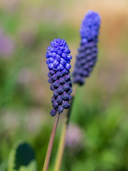 Gyönyörű Kék Muszkari Virágok Vipera Hagyma Vagy Egér Jácint Tavaszi — Stock Fotó