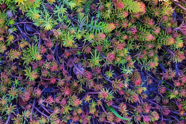 Beautiful Green Moss Floor Moss Closeup Macro Beautiful Background Moss — Stock Photo, Image