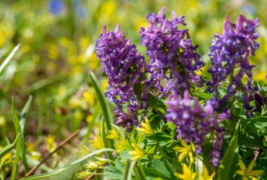 Bahar buharı çiçekleri, Corydalis Soda.