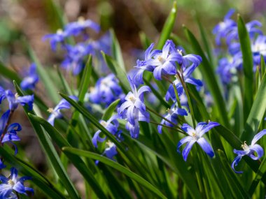 Scilla Squill 'in mavi çiçekleri Nisan' da çiçek açıyor. Scilla Bifolia 'daki parlak bahar çiçeği - Bahar ormanındaki çan çiçekleri, yeşil yumuşak ışık ve bulanık arkaplan ile makro çekim.