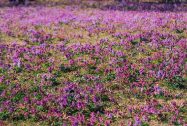 Bahar buharı çiçekleri, Corydalis Soda.