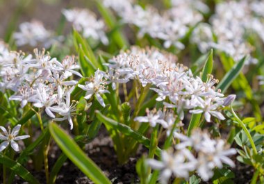 Scilla bifolia rosea, Rosy squill/