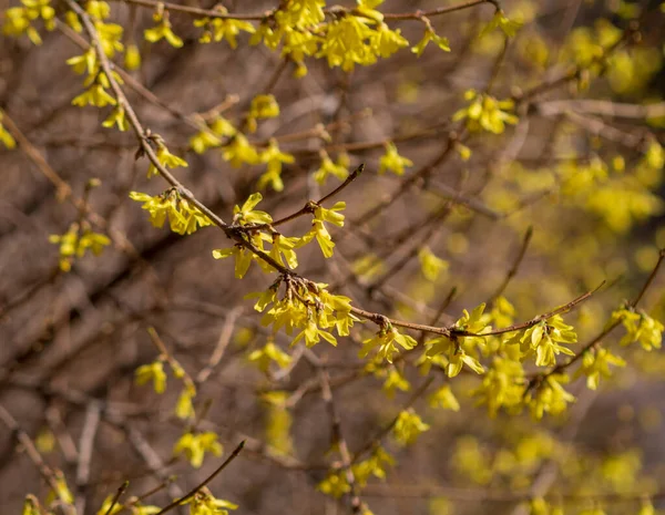 Yellow Forsythia Koreana Flowers Garden Middle Sunny Spring — Stock Photo, Image