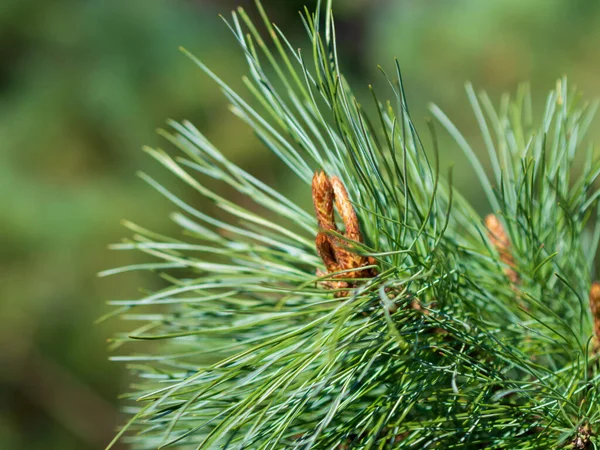 Wieloletnia Pierwiosnka Lub Prymula Wiosennym Ogrodzie Wiosna Pierwiosnki Kwiaty Primula — Zdjęcie stockowe