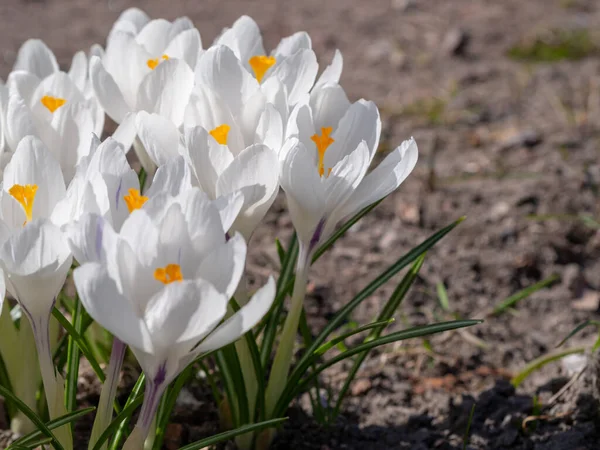 White crocuses growing on the ground in early spring. First spring flowers blooming in garden. Spring meadow full of white crocuses, Bunch of crocuses. White crocus blossom close up. Early spring