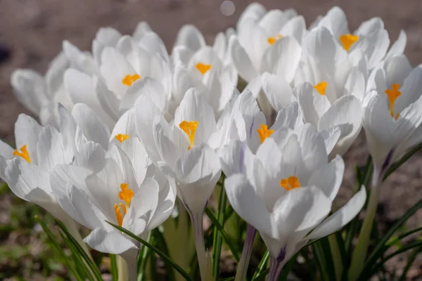 Białe Krokusy Rosną Ziemi Wczesną Wiosną Pierwsze Wiosenne Kwiaty Kwitnące — Zdjęcie stockowe