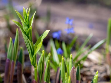 Yeşil çim arka plan dokusu. Bir arka plan olarak taze yeşil çim doku Alanı, üst görünüm, yatay. Arka plan için yapay yeşil çim dokusu.