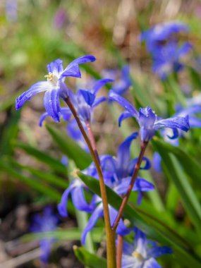 Scilla Squill 'in mavi çiçekleri Nisan' da çiçek açıyor. Scilla Bifolia 'daki parlak bahar çiçeği - Bahar ormanındaki çan çiçekleri, yeşil yumuşak ışık ve bulanık arkaplan ile makro çekim.