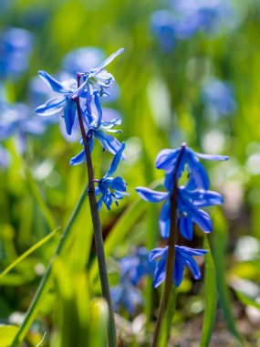 Scilla Squill 'in mavi çiçekleri Nisan' da çiçek açıyor. Scilla Bifolia 'daki parlak bahar çiçeği - Bahar ormanındaki çan çiçekleri, yeşil yumuşak ışık ve bulanık arkaplan ile makro çekim.