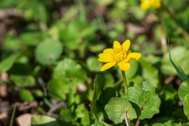 küçük kırlangıçotu (tipik ficaria), bir ilk bahar kır çiçeği