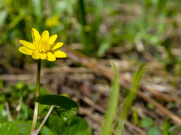 Лецеландин Ranunculus Ficaria Один Первых Весенних Полевых Цветов — стоковое фото