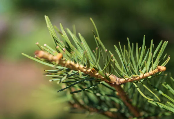 Naaldhout Boomtak Met Waterdruppels Macro Schot — Stockfoto