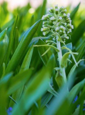 Yeşil çim arka plan dokusu. Bir arka plan olarak taze yeşil çim doku Alanı, üst görünüm, yatay. Arka plan için yapay yeşil çim dokusu.