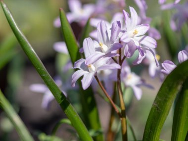 Scilla Squill 'in beyaz çiçekleri Nisan' da çiçek açıyor. Scilla Bifolia 'daki parlak bahar çiçeği - Bahar ormanındaki çan çiçekleri, yeşil yumuşak ışık ve bulanık arkaplan ile makro çekim.