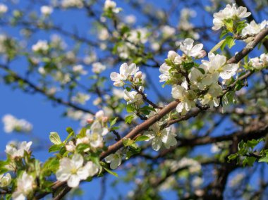 Parlak beyaz, arka planda parlak bir bahar güneşi ve mavi gökyüzü tarafından aydınlatılmış bir elma ağacı çiçeği..