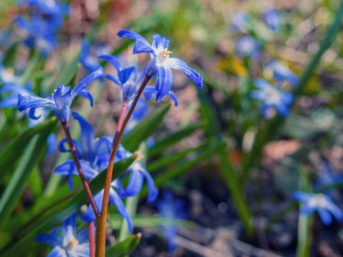 Scilla Squill 'in mavi çiçekleri Nisan' da çiçek açıyor. Scilla Bifolia 'daki parlak bahar çiçeği - Bahar ormanındaki çan çiçekleri, yeşil yumuşak ışık ve bulanık arkaplan ile makro çekim.