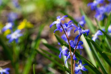 Scilla Squill 'in mavi çiçekleri Nisan' da çiçek açıyor. Scilla Bifolia 'daki parlak bahar çiçeği - Bahar ormanındaki çan çiçekleri, yeşil yumuşak ışık ve bulanık arkaplan ile makro çekim.