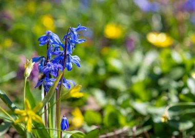 Scilla Squill 'in mavi çiçekleri Nisan' da çiçek açıyor. Scilla Bifolia 'daki parlak bahar çiçeği - Bahar ormanındaki çan çiçekleri, yeşil yumuşak ışık ve bulanık arkaplan ile makro çekim.