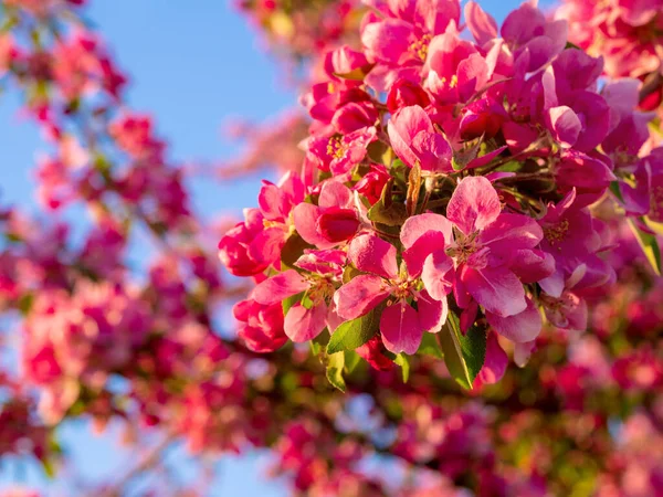Ветви Яблони Цветут Розовые Цветы Яблочный Цветок Панорамы Обои Фоне — стоковое фото