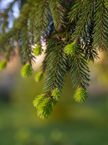 Groene Spruce Pine Naalden Bloesem — Stockfoto