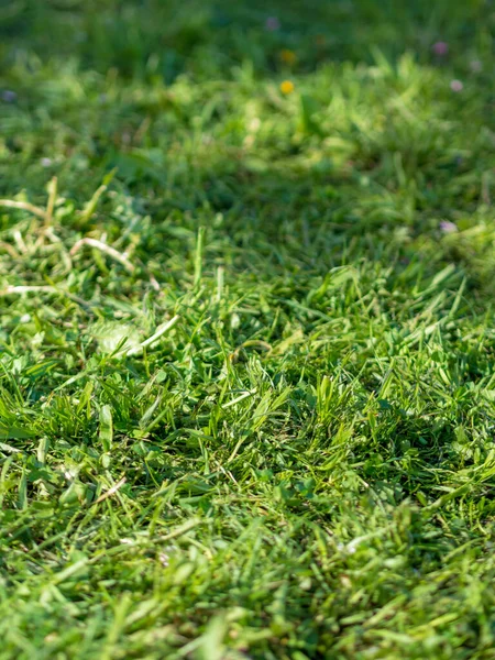 green living natural grass. background texture.