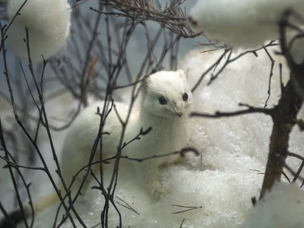 Kış Gelinciği (Mustela nivalis) kar yığınında yürüyor.