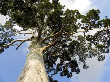 Gökyüzü arka planlı büyük tropikal ağaç, aşağıdan görünüyor. Bilimsel adı Dipterocarpus alatus veya Yang Na Yai ağacı. Koh Phangan Adası, Tayland.