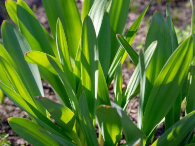 Yeşil çim arka plan dokusu. Bir arka plan olarak taze yeşil çim doku Alanı, üst görünüm, yatay. Arka plan için yapay yeşil çim dokusu.