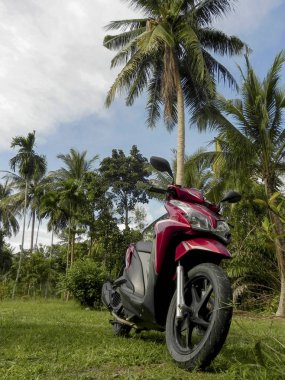 Yeşil palmiye ağaçları, Kho Phangan, Tayland 'da bir scooter park halinde..
